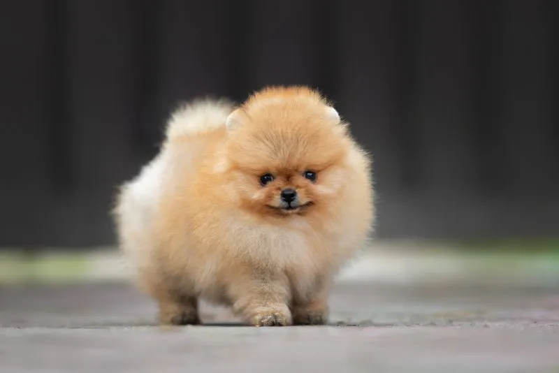 small red teacup pomeranian puppy standing outdoors