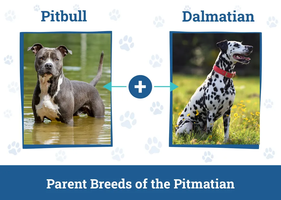 Parent Breeds of the Pitmatian