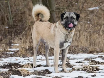 Anatolian Shepherd Dog Breed: Info, Pictures, Traits & Care