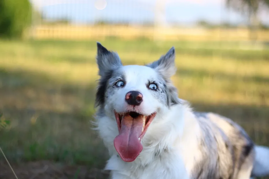 Blue merle Border Collie happy lying on an open field