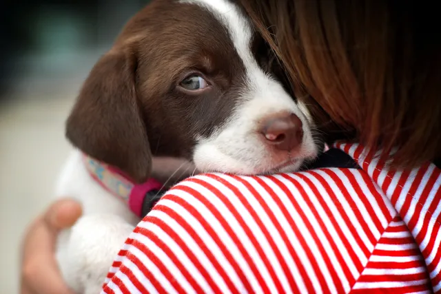 I Gave My Dog Away & Regret It: How to Avoid This Mistake