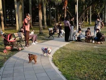 How to Scare Aggressive Dogs Away When You Are Out Walking: Safe & Useful Tips