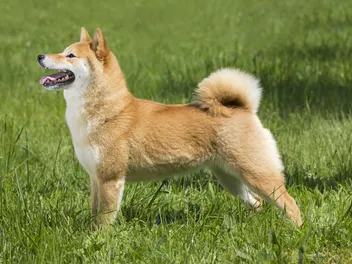How Long Does a Shiba Inu Live? Average Lifespan, Data & Care Guide
