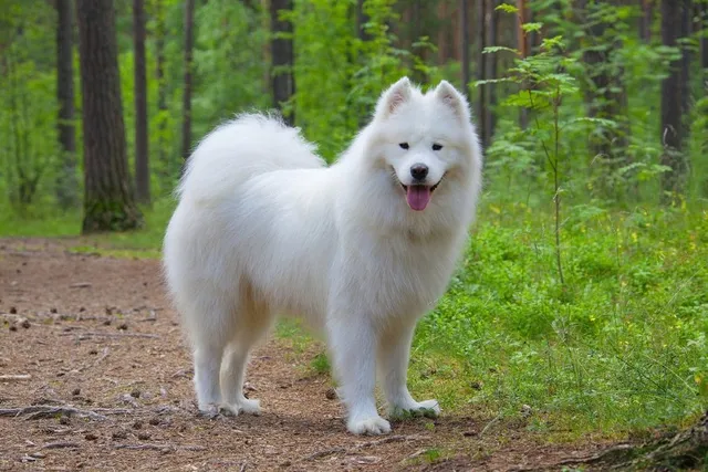 What Were Samoyeds Bred For? History & Origin