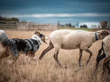 Australian Shepherd Herding: A Complete Guide