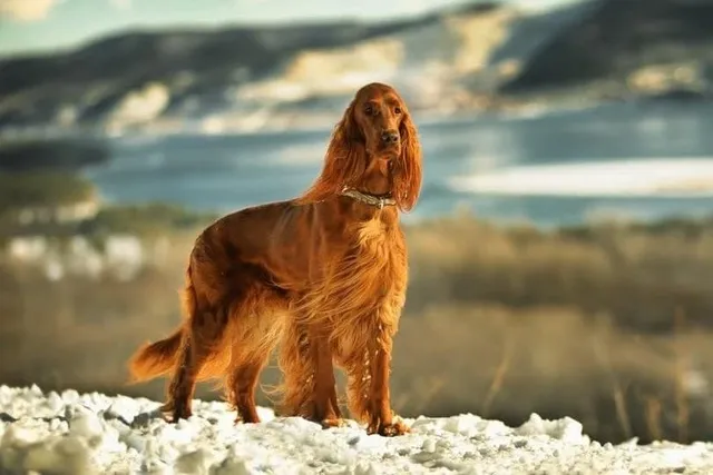 Irish Setter Dog Breed: Info, Pictures, Care & More
