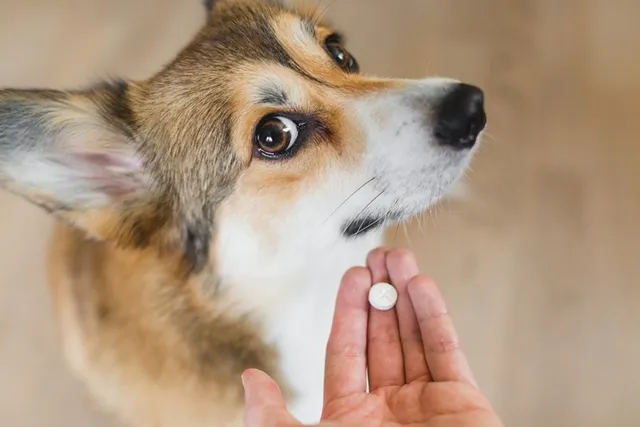 Can I Give My Dog Aspirin for Arthritis? Vet-Reviewed Safety Guide