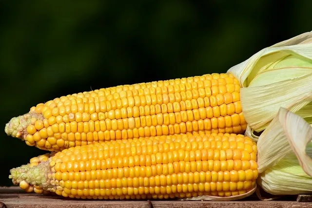 How Long Will a Corn Cob Stay in My Dog’s Stomach? Vet-Approved Facts