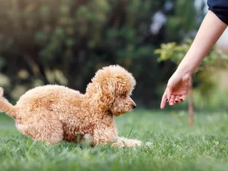 How to Train a Toy Poodle: 5 Vet-Reviewed Tips for Success
