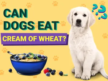 Can Dogs Eat Cream of Wheat? Vet-Approved Nutrition Facts & FAQ
