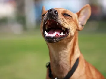 Why Is My Dog's Throat Swollen? 7 Common Vet-Reviewed Causes