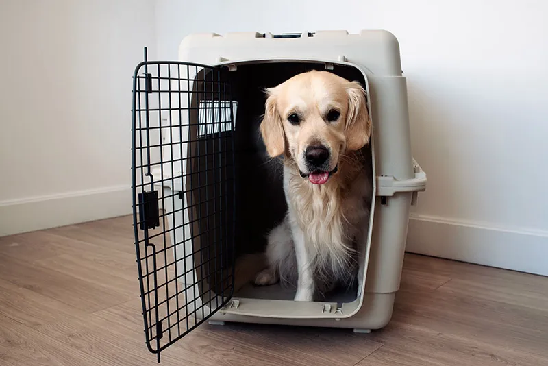 golden retriever dog inside the carrier