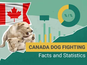 10 Disheartening Canada Dog Fighting Statistics to Know in 2026