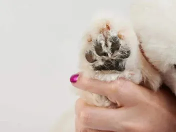 How to Trim Dog Paw Hair: 6 Vet-Approved Steps