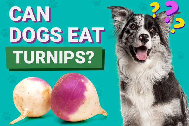 Can Dogs Eat Turnips? Vet-Reviewed Facts & Safety Guide