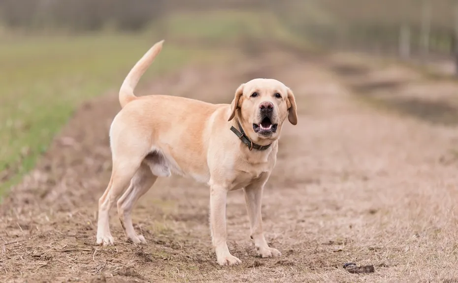 labrador retriever dog barking or howling outdoor