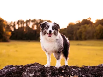 How Long Do Mini Australian Shepherds Live? Average Lifespan, Data & Care