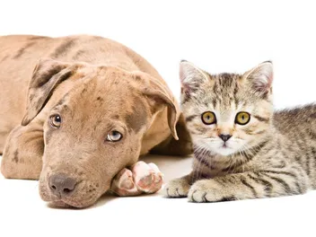 Will a Pitbull Be Good With My Cat? Temperament & Personality Traits