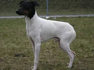 Japanese Terrier Dog Breed: Info, Pictures, Facts & Traits
