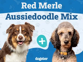 Red Merle Aussiedoodle: Info, Pictures, Origin & History