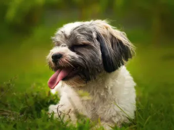 5 Awesome Off-Leash Dog Parks in & Near Syracuse, NY (2026 Update)