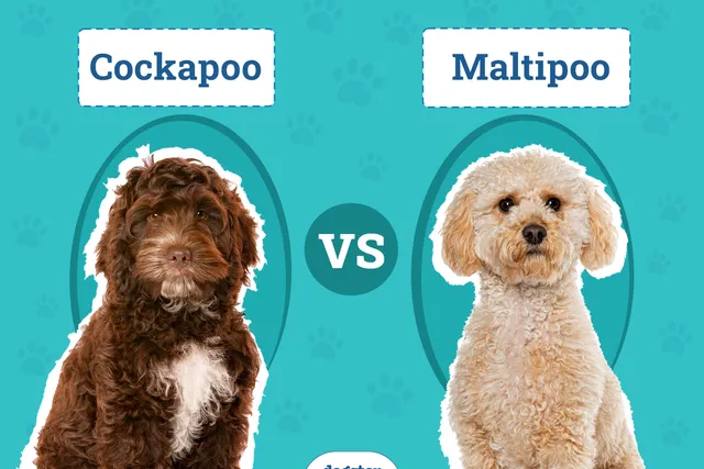 Cockapoo vs Maltipoo: The Differences (With Pictures)