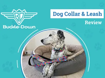 Buckle-Down Seatbelt Dog Collar & Leash Review 2026: Pros, Cons & Verdict: An Expert's Breakdown