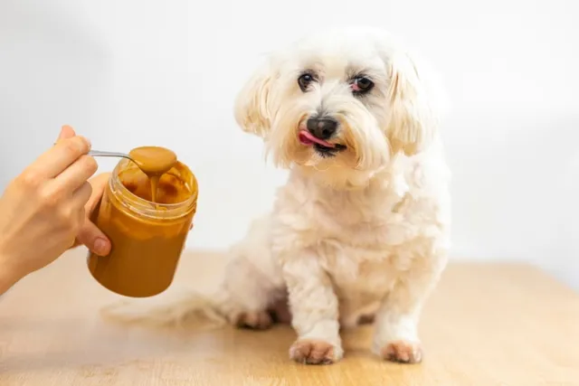 Health Benefits of Peanut Butter for Dogs: 6 Vet-Approved Advantages