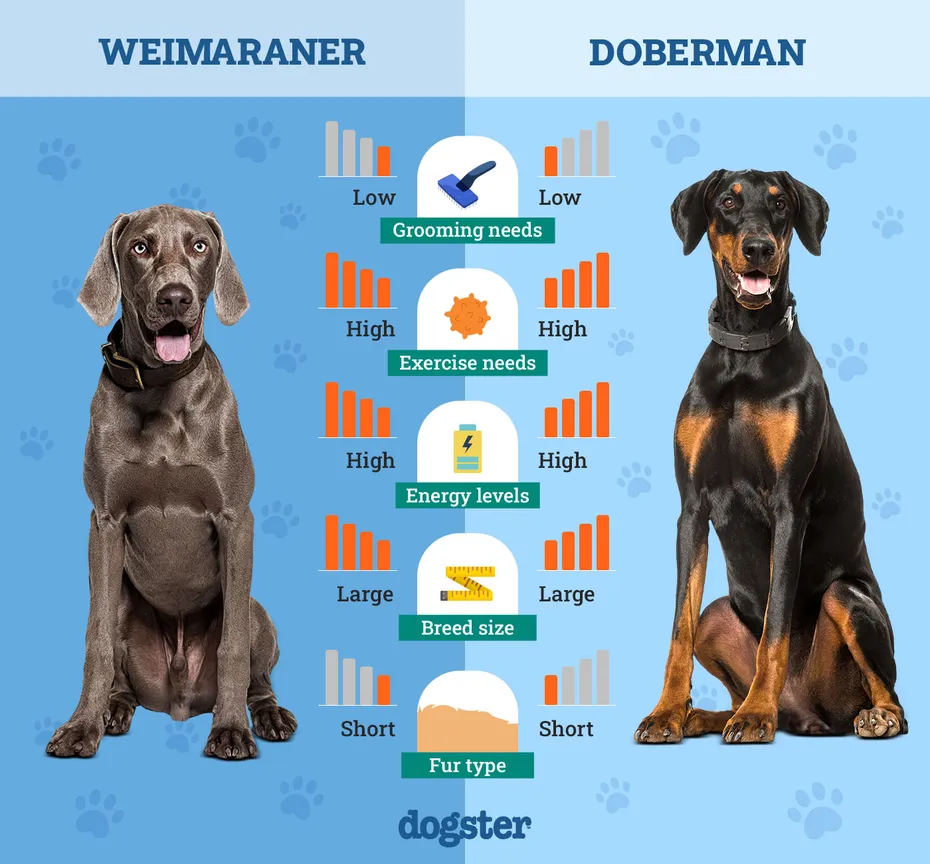 Dogster_Side by Side Comparison_ Weimaraner vs Doberman