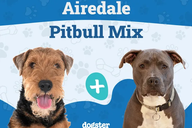 Airedale Pitbull Mix: Info, Pictures, Care Guide & More