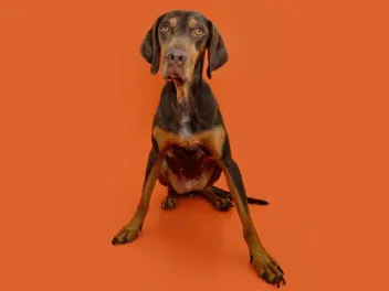 Vizsla Doberman Mix: Info, Pictures, Traits & More