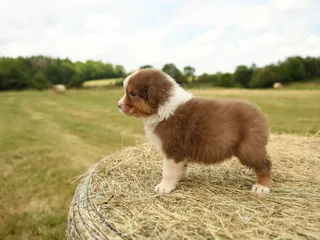 Are Puppies Born With Worms? Vet-Verified Signs, Treatment & Prevention