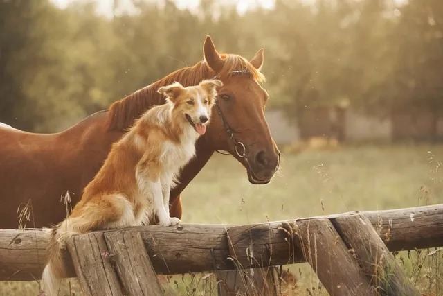 7 Benefits of Having Dogs on Your Farm