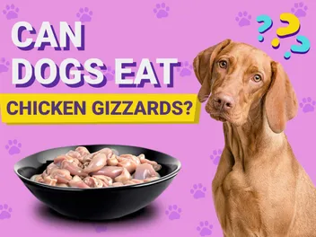 Can Dogs Eat Chicken Gizzards? Vet-Verified Facts & FAQ