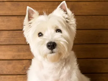 How Long Do Westies Live? Vet-Reviewed Average Lifespan, Data & Care Guide