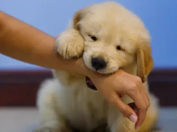 Are Puppies Born Deaf? Science-Based Facts & FAQ