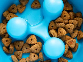 Slow Feeder Dog Bowls: Vet-Explained Benefits & Risks