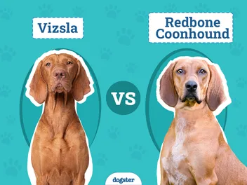 Vizsla vs Redbone Coonhound: The Differences (With Pictures)