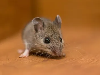 How to Keep Mice Away From Dog Food: 3 Vet-Verified Expert Tips & Tricks