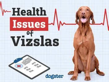 6 Vizsla Health Issues to Be Aware of (Vet Answer)