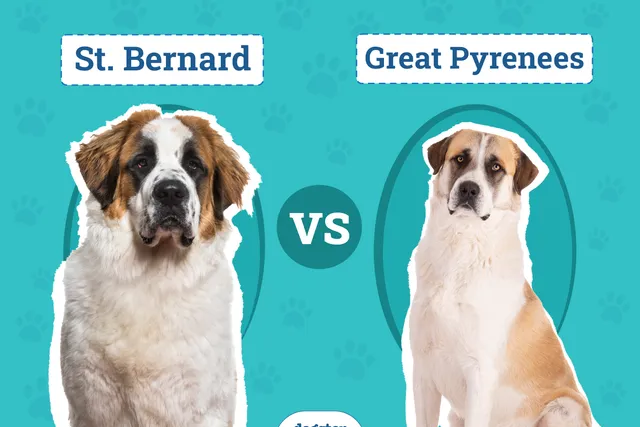 St. Bernard vs. Great Pyrenees: The Differences (With Pictures)