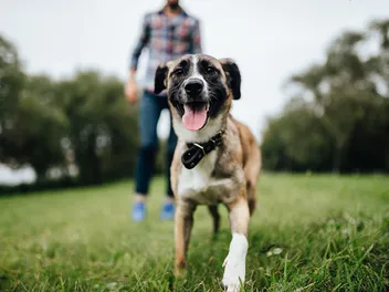 How to Prevent Dog Collar Accidents: 4 Vet-Reviewed Tips