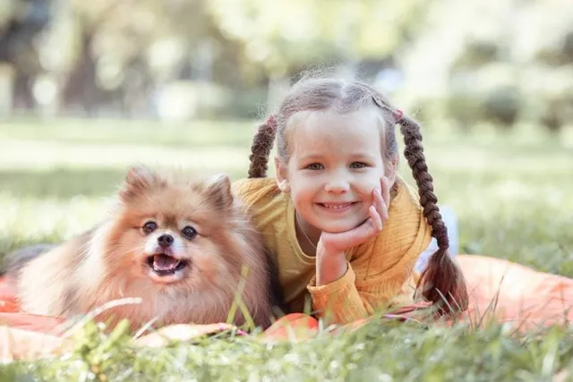 Will a Pomeranian Be Good With My Kids? Everything You Need to Know