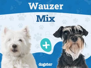 Wauzer Dog Breed: Info, Pictures, Care Guide, Temperament & Traits