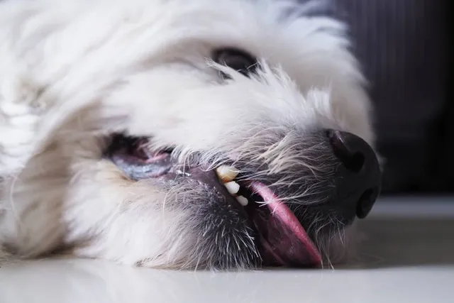How to Stop Dog Seizures: Our Vet Discusses Causes & Treatments