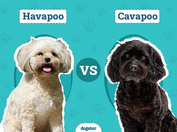 Havapoo vs. Cavapoo: Differences Explained (With Pictures, Vet-Reviewed)