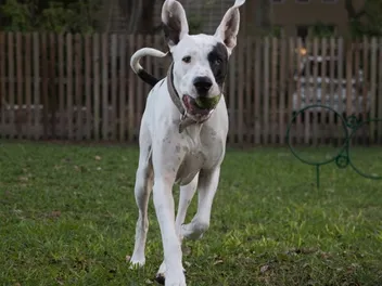 Great Dane Pit Bull Mix (Great Danebull): Info, Pictures, Care & Traits