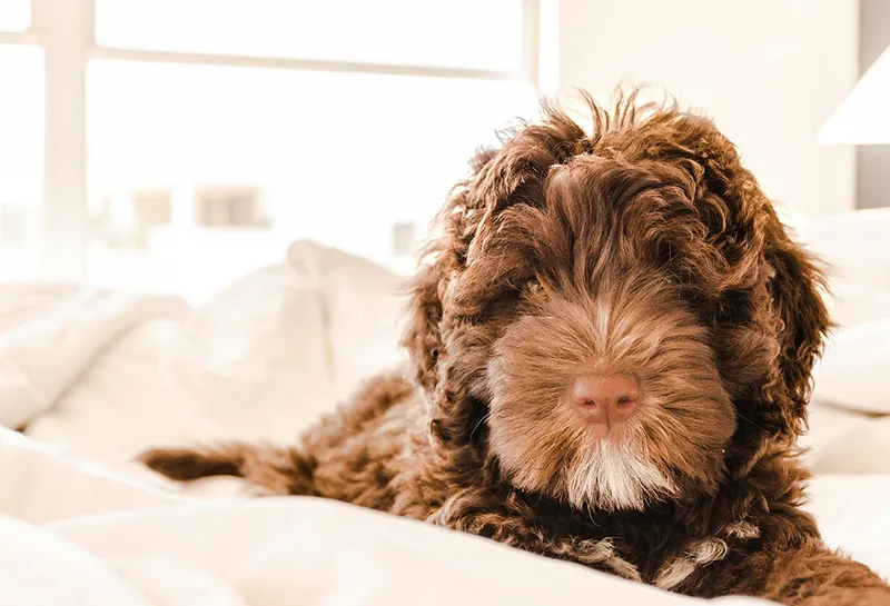 brown portuguese water dog