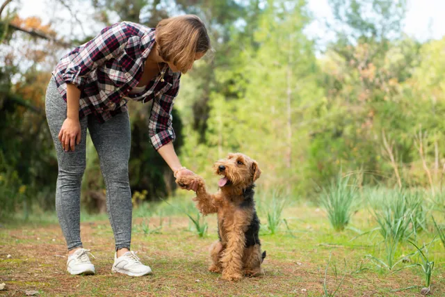 Positive Reinforcement Training for Dogs: Vet-Verified Behavioral Science & Tips