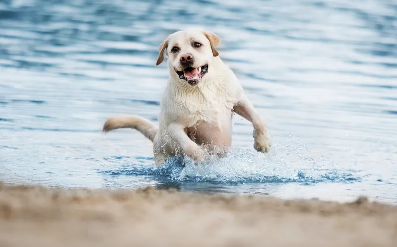 Labrador running in the water at the beach